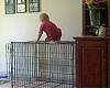 To All Non-Pet Owners Who Visit & Like to Complain About My Dogs-landon-large-crate.jpg