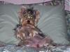 New Groomer - No Bows & Gets Worse-tricksie1.jpg