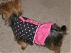 yay- made the doggies christmas outfits!-cimg1235-small.jpg