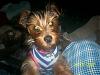 Is anyone else's yorkie scared of...-otis-close-up.jpg