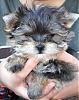 Ok, I'm learning just how smart these little yorkies are!-new-puppys-face-close-up.jpg