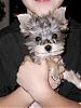 Ok, I'm learning just how smart these little yorkies are!-close-up-beaus-face-dec.-07.jpg