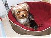 Anyone interested in a male yorkie-0043.jpg