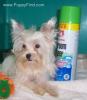 White Yorkie?-u4v5ky483g.jpg