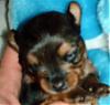 Baby Yorkie eyes not open yet-picture-213.jpg