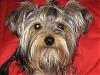 Rottweilers and Yorkies???-img_1375.jpg