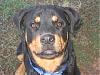Rottweilers and Yorkies???-img_1145.jpg