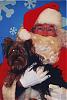 Results of Petsmart grooming & pic with Santa-oie_soco_and_santa.jpg