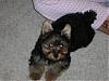 Another "what kind of coat is he" he question-mostlybailey-006b.jpg