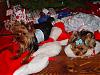 Rosi & Apollo wish YT-holiday-pooches-027s.jpg