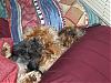 The Continuing Adventures of a Newbie Yorkiesitter at Christmas-rgizmo-christmas-morning.jpg