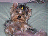 What is the cutest thing that your pup does?-tricksie.gif