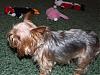 The Continuing Adventures of a Newbie Yorkiesitter at Christmas-rtina1.jpg