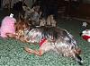 The Continuing Adventures of a Newbie Yorkiesitter at Christmas-rtbone-toys.jpg