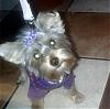 Does my Roxy look all yorkie?-roxy-fall-2-.jpg