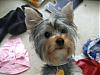 Does my Roxy look all yorkie?-new.jpg