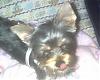 Does my Roxy look all yorkie?-roxy-pen-2-.jpg