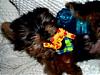 Did anyone get a yorkie for Christmas?-picture-464.jpg