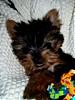 Did anyone get a yorkie for Christmas?-picture-465.jpg