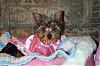 Did anyone get a yorkie for Christmas?-xmas-2007-008.jpg