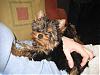 Did anyone get a yorkie for Christmas?-matilda-14-weeks.jpg