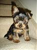 Did anyone get a yorkie for Christmas?-dsc00767.1.jpg