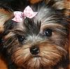 Did anyone get a yorkie for Christmas?-gracie-face.jpg