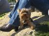 Seattle Yorkie Meetup 09-17-05 Pictures!-bentley_on_yorkie_mountain.jpg