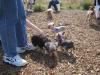 Seattle Yorkie Meetup 09-17-05 Pictures!-group.jpg