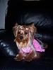 tinkerbell after the groomer-100_0344-450-x-600-.jpg