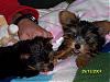 FINALLY! my babies are home!!-buffey-bentley-3.jpg