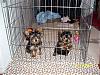 FINALLY! my babies are home!!-buffey-bentley-4.jpg