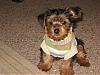 My baby will NOT let me shave his ears-mylo-his-new-sweater.jpg