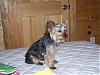 Let's see your black and gold yorkies!!-newmaddieandsophie-571.jpg