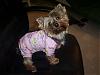 Let's see your black and gold yorkies!!-newmaddieandsophie-078-medium-.jpg