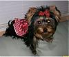 Let's see your black and gold yorkies!!-maravilhosa-6-months-old-nov-07.jpg