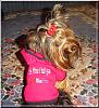 Let's see your black and gold yorkies!!-scampers-005.jpg