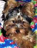 Let's see your black and gold yorkies!!-avery5-smlcolor.jpg