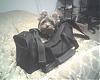 Let's see your black and gold yorkies!!-sophie-bag-015.jpg