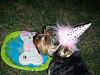 Let's see your black and gold yorkies!!-sophie-3rd-birthday-0340.jpg