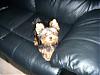 Let's see your black and gold yorkies!!-dscn0401_2.jpg