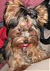 Let's see your black and gold yorkies!!-tounge-12-07sml.jpg