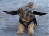 Let's see your black and gold yorkies!!-bat3.jpg