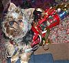 Let's see your black and gold yorkies!!-xmasribbon3.jpg