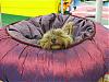 Let's see your black and gold yorkies!!-gizmonewbed1.jpg