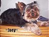 Let's see your black and gold yorkies!!-joey1.jpg