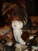 Let's see your black and gold yorkies!!-dsc05680.jpg