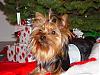 Let's see your black and gold yorkies!!-carson-holiday.jpg