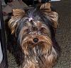 Let's see your black and gold yorkies!!-pete.jpg