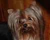 Let's see your black and gold yorkies!!-dscf000100.jpg